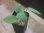 画像2: Homalomena cf. humilis Green PP-250209-1 TP Kapuas hulu KAL-BAR (2)