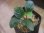 画像1: Homalomena cf. humilis "CAMPFIRE" PP-250206-14 SS Kapuas hulu KAL-BAR (1)
