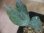 画像2: Schismatoglottis conoidea "雨虎" PP-250513-2 LU Kapuas hulu KAL-BAR (2)