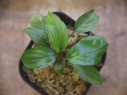画像2: Homalomena cf. humilis "CAMPFIRE" PP-250206-14 SS Kapuas hulu KAL-BAR