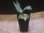 画像4: Schismatoglottis conoidea "雨虎" PP-250513-2 LU Kapuas hulu KAL-BAR (4)