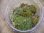 画像1: Leucobryum sp. "Pilow moss" PP-240505-1 Berau KAL-TIM (1)