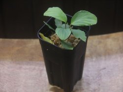 画像4: Homalomena cf. humilis "CAMPFIRE" PP-250206-14 SS Kapuas hulu KAL-BAR