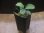 画像4: Homalomena cf. humilis "CAMPFIRE" PP-250206-14 SS Kapuas hulu KAL-BAR (4)