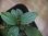 画像3: Homalomena cf. humilis "CAMPFIRE" PP-250206-14 SS Kapuas hulu KAL-BAR (3)