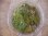 画像2: Leucobryum sp. "Pilow moss" PP-240505-1 Berau KAL-TIM (2)