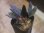 画像1: Homalomena sp. "赤備" PP-250520-8 TA Berau KAL-TIM (1)