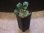 画像4: Homalomena cf. humilis "CAMPFIRE" PP-250206-14 SS Kapuas hulu KAL-BAR (4)