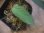 画像3: Schismatoglottis sp. "Cliff" PP-250206-11SS Kapuas hulu KAL-BAR (3)