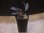 画像4: Homalomena sp. "赤備" PP-250520-8 TA Berau KAL-TIM (4)