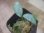 画像1: Schismatoglottis conoidea "雨虎" PP-250513-2 LU Kapuas hulu KAL-BAR (1)