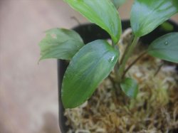 画像3: Homalomena cf. humilis "CAMPFIRE" PP-250206-14 SS Kapuas hulu KAL-BAR