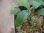 画像3: Homalomena cf. humilis "CAMPFIRE" PP-250206-14 SS Kapuas hulu KAL-BAR (3)