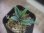 画像1: Phymatarum borneense PP-250206-1 KM Kapuas hulu KAL-BAR (1)