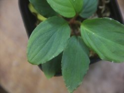 画像3: Homalomena cf. humilis "CAMPFIRE" PP-250206-14 SS Kapuas hulu KAL-BAR