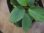 画像3: Homalomena cf. humilis "CAMPFIRE" PP-250206-14 SS Kapuas hulu KAL-BAR (3)