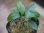 画像1: Homalomena cf. humilis "CAMPFIRE" PP-250206-14 SS Kapuas hulu KAL-BAR (1)