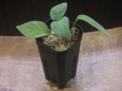 画像4: Homalomena cf. humilis Green PP-250209-1 TP Kapuas hulu KAL-BAR