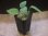 画像4: Homalomena cf. humilis Green PP-250209-1 TP Kapuas hulu KAL-BAR (4)