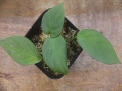 画像1: Homalomena cf. humilis Green PP-250209-1 TP Kapuas hulu KAL-BAR