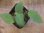 画像1: Homalomena cf. humilis Green PP-250209-1 TP Kapuas hulu KAL-BAR (1)