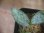 画像3: Schismatoglottis conoidea "雨虎" PP-250513-2 LU Kapuas hulu KAL-BAR (3)