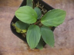 画像2: Homalomena cf. humilis "CAMPFIRE" PP-250206-14 SS Kapuas hulu KAL-BAR