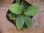 画像2: Homalomena cf. humilis "CAMPFIRE" PP-250206-14 SS Kapuas hulu KAL-BAR (2)