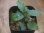 画像1: Homalomena cf. humilis "CAMPFIRE" PP-250206-14 SS Kapuas hulu KAL-BAR (1)