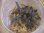 画像1: Bucephalandra sp. "Sintang 2D" from Sintang【HW0220-04】L株 (1)