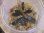 画像1: Bucephalandra sp. "Sintang 1DS" from Sintang【HW0220-03】 (1)