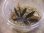 画像1: Bucephalandra sp. "Sintang 3D" from Sintang【HW0220-06】 (1)