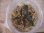 画像3: Bucephalandra sp. "Sintang 1DS" from Sintang【HW0220-03】 (3)