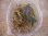 画像3: Bucephalandra sp. "Sintang 1SG" from Sintang【HW0220-03】 (3)