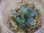 画像1: Bucephalandra sp. "Kayulapis3" Kalimantan barat【TB】3芽付 (1)