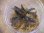 画像1: Bucephalandra sp. "Sintang 2D" from Sintang【HW0220-04】 (1)