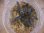 画像3: Bucephalandra sp. "Sintang 2D" from Sintang【HW0220-04】L株 (3)