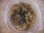 画像3: Bucephalandra sp. "Sintang 2D" from Sintang【HW0220-04】 (3)