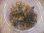 画像2: Bucephalandra sp. "Sintang 2D" from Sintang【HW0220-04】 (2)