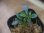 画像2: Bucephalandra sp. from Batu Jato Kpg Pantok SEKADAU【AZ1011-6】 (2)