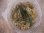画像3: Bucephalandra sp. "Sintang 1SG" from Sintang【HW0220-03】 (3)