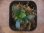 画像3: Bucephalandra sp. from Batu Jato Kpg Pantok SEKADAU【AZ1011-6】 (3)