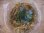 画像3: Bucephalandra sp. "Kayulapis3" Kalimantan barat【TB】2芽付 (3)
