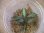 画像3: Bucephalandra sp. "彩雲" from Kapuas【AZX0420-12】 (3)
