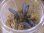 画像2: Bucephalandra sp. "Sintang 3D" from Sintang【HW0220-06】 (2)