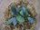 画像2: Bucephalandra sp. "Kayulapis3" Kalimantan barat【TB】3芽付 (2)