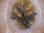 画像3: Bucephalandra sp. "Sintang 2D" from Sintang【HW0220-04】 (3)