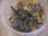 画像2: Bucephalandra sp. "Sintang 2D" from Sintang【HW0220-04】L株 (2)