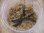画像2: Bucephalandra sp. "Sintang 2D" from Sintang【HW0220-04】 (2)