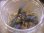 画像1: Bucephalandra sp. "Sintang 3D" from Sintang【HW0220-06】 (1)